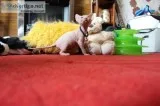 ready Now Stunning Sphynx Kitten