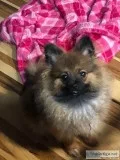 ACA CHAMPION PEDIGREE POMERANIAN PUPPY