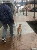 Pet Transportation