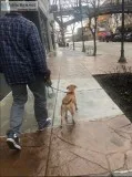 Pet Transportation
