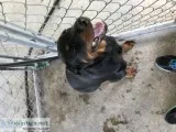 Rotweiler for sale