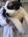 Saint Bernard Puppies