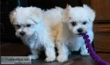 Maltese puppies for sale