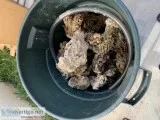 Saltwater Aquarium 130 gallons Bargain
