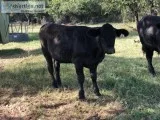 Calves