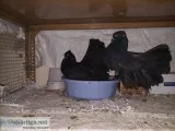Black Fantail Pigeon For Sale Cell  8978484632