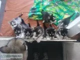 Siberian Husky puppies