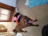 Beaglechihuahua mix