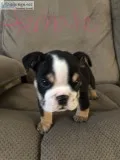 English Bulldogs