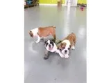 English Bulldog Puppies
