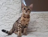 Royal bengal for sale