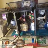 3 beautiful loving ferrets for sale.