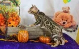 Bengals for sale