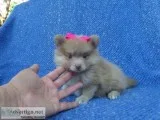 Fluffy Pomeranian Puppies