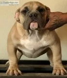 Beautiful MALE puppy  Chocolate Fawn5 Months  American Bully