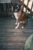 PUREBRED BOXER
