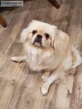 10 Month Old Male Pekingese