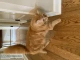 Free Tabby cat