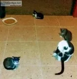 3 gatitos 2 meses de edad ya comen .