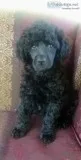 Beautiful Mini Poodle Pups Ready NOW.. 8819 LockportNY