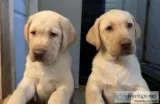 Yellow Lab Puppies (akc)