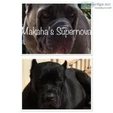 CANE CORSO ITALIAN MASTIFF PUPPIES AKC