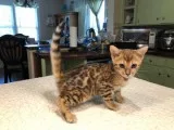 Sweet bengals for sale