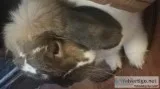 2 bunnies with cages 1.5 yr old