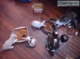 Kittens and one pregnant cat for sale