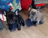 Aka registered French bulldog