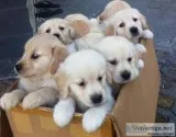 cute golden retriever pups ready