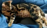 Home for bengals
