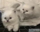 Himalayan baby boy