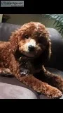 Poodle mix wCavalier King Charles Spaniel