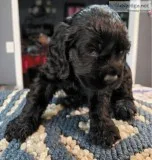 Cocker Spaniel