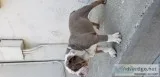 English Bulldog Puppy (Lilac Tricolor)