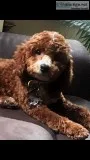 Poodle mix wCavalier King Charles Spaniel