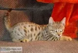 PolydactylBengal Kittens