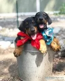 Doberman Puppies
