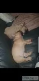French Bulldog Puppies now Ready