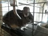 chinchilla with full set up