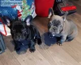 Aka registered French bulldog