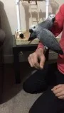 Outstanding Pairs of Congo and Timneh African Grey