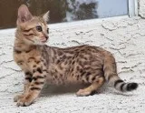 King bengals for sale