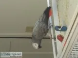 Congo African grey female