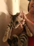 Bengals available