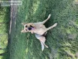 2YrOld AKC registered German Shep.