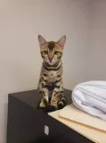 Bengals available now