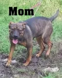 Bluenose pit bull and possibly shepherd