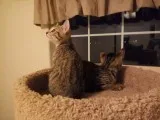 Queen bengals for sale